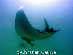 manta, dahab by Christian Cauwe 